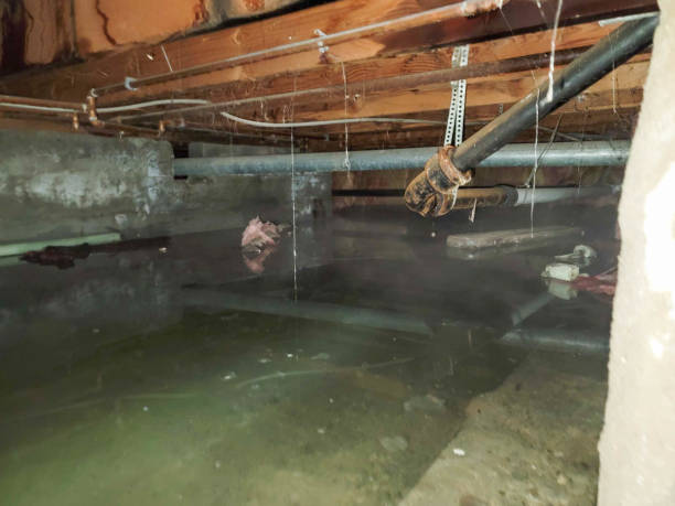 Best Water damage restoration near me  in Elk Point, SD